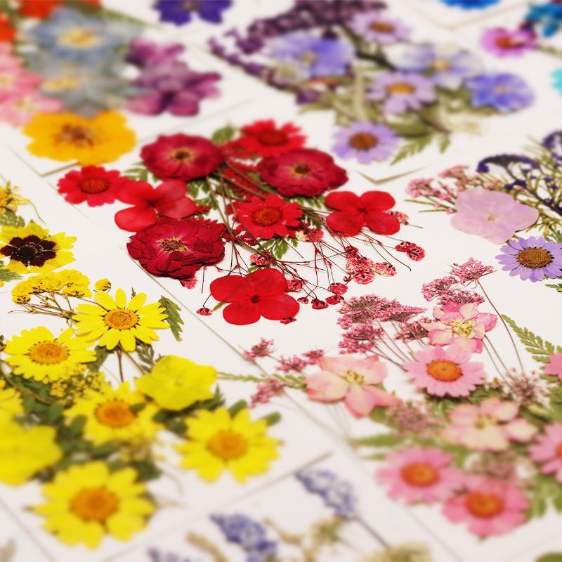 Art Craft Flower Making - ดอกไม้แห้ง ดอกไม้ธรรมชาติแท้ ดอกไม้กดแห้ง สำหรับตกแต่งเล็บ DIY งานฝีมือ