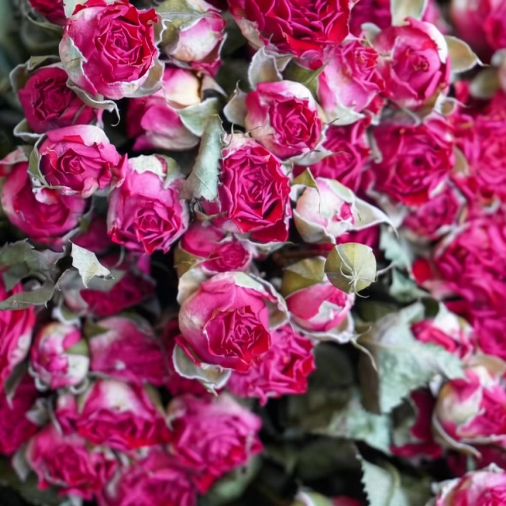 ช่อดอกกุหลาบแห้งธรรมชาติ สำหรั - Art Craft Flower Making บทวิจารณ์และราคา