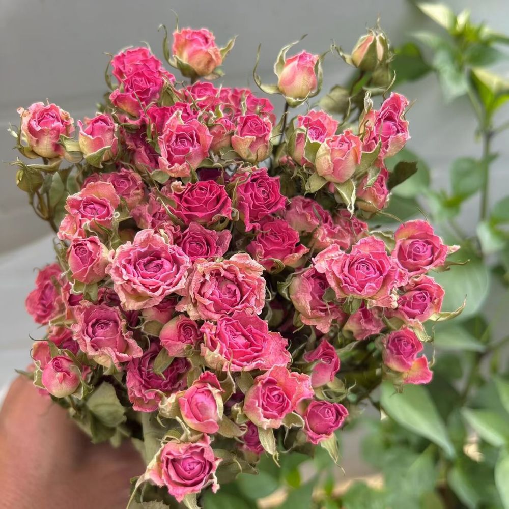 ช่อดอกกุหลาบแห้งธรรมชาติ สำหรั - Art Craft Flower Making บทวิจารณ์และราคา
